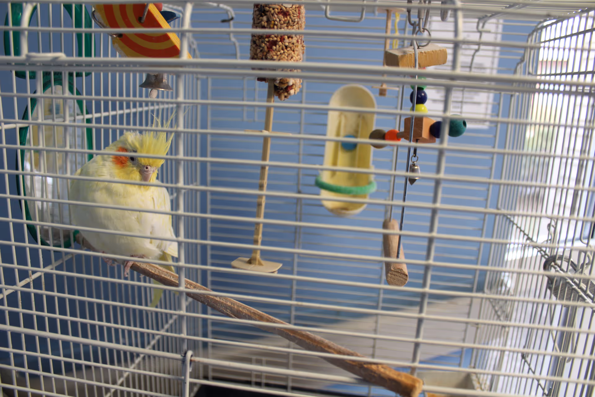 A yellow cockatiel sits inside a white metal birdcage with toys and wooden perches.
