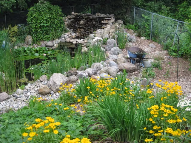 A garden area with a small pond surrounded by rocks and green plants. Yellow flowers bloom in the foreground, and a blue wheelbarrow is visible near the pond. The area is enclosed by a chain-link fence with trees and bushes in the background.