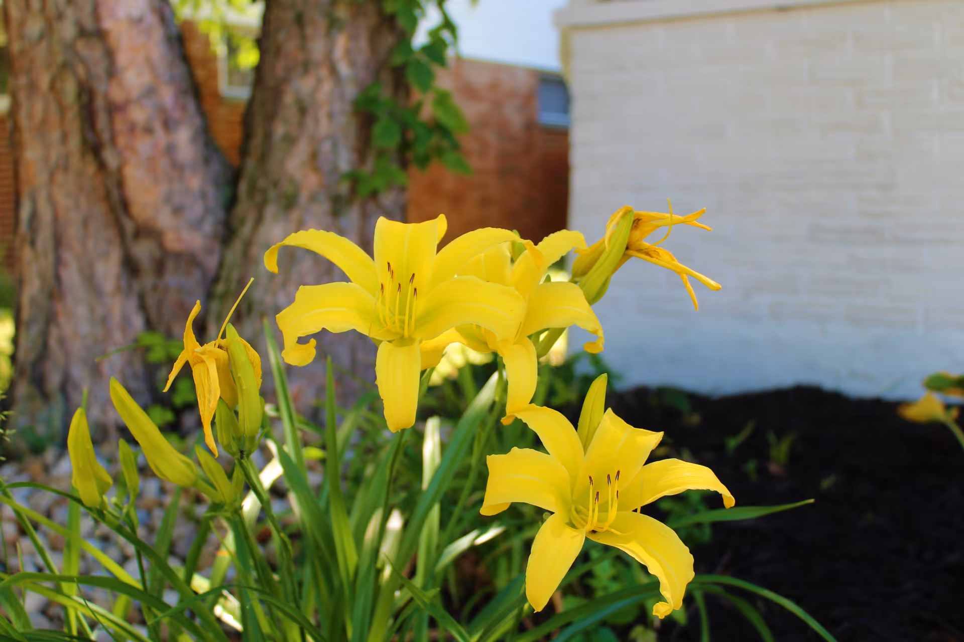 Close-up of bright yellow lilies blooming in a garden bed with green leaves, set against a backdrop of tree trunks and a white brick wall of a building.