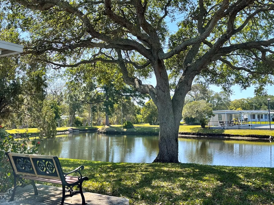 A park-like pond scene with a large oak tree in the center, a bench in the foreground, and a building across the water.