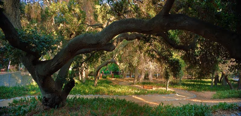 A serene outdoor garden area with large, sprawling trees providing shade over a winding dirt pathway. The scene includes green foliage, a bench along the path, and sunlight filtering through the tree branches.
