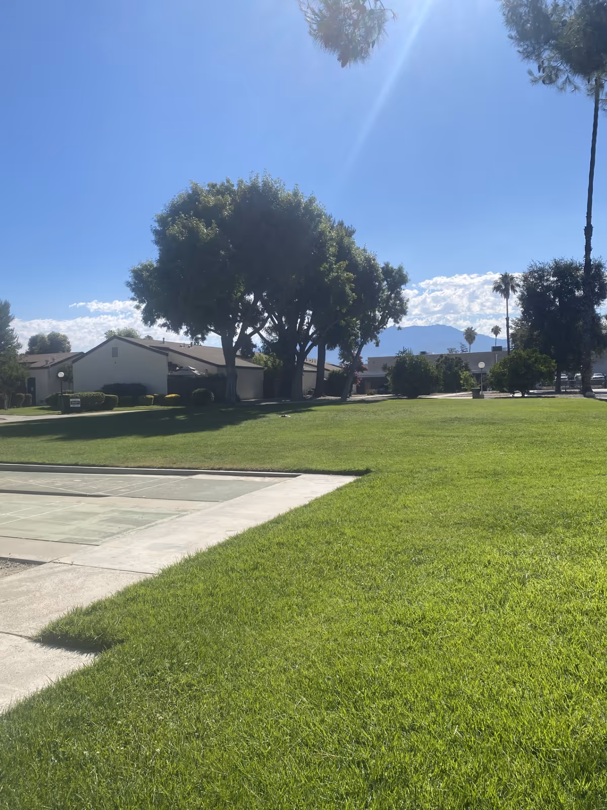 Sunlit grassy common lawn with large trees and single-story residential buildings under a clear blue sky.