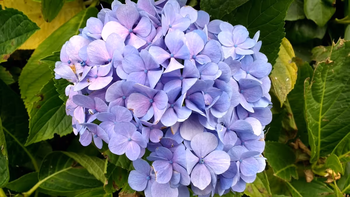 Close-up of a cluster of light purple hydrangea flowers surrounded by green leaves.