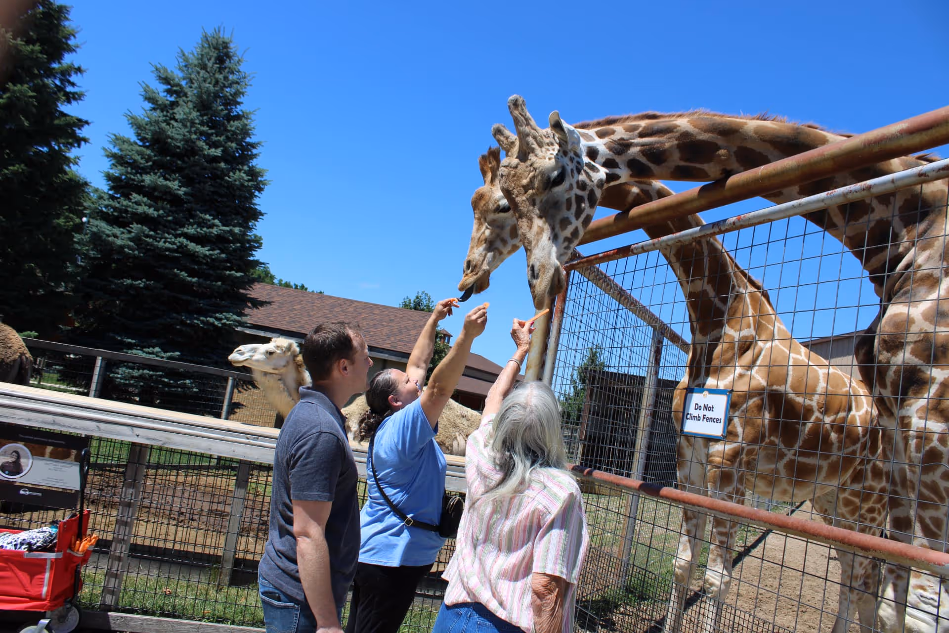 Three people feed two giraffes over a fenced enclosure on a sunny day.