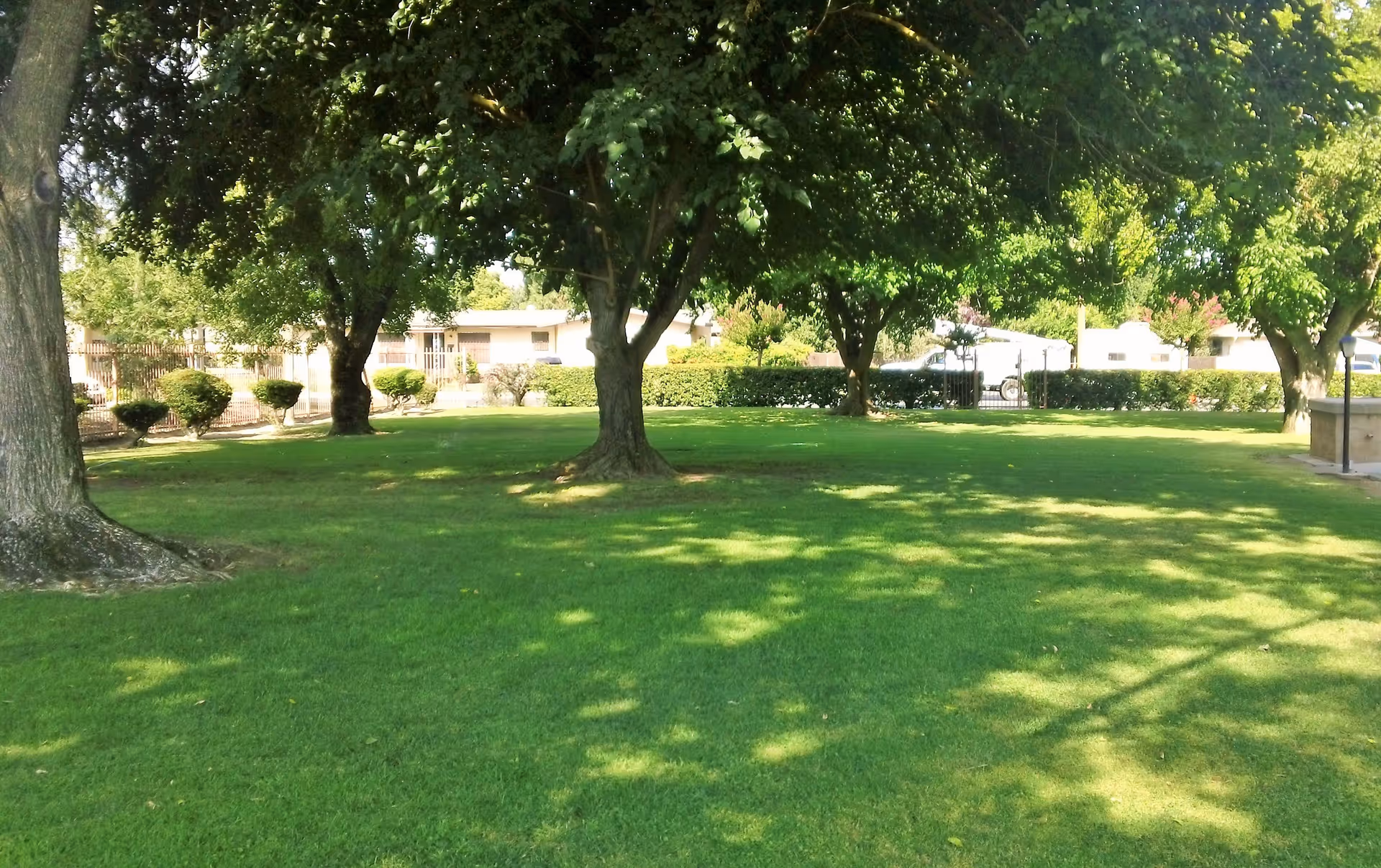 A well-maintained green lawn with several large trees providing shade. In the background, there are trimmed bushes, a fence, and some buildings partially visible behind the greenery. The scene is bright and sunny.