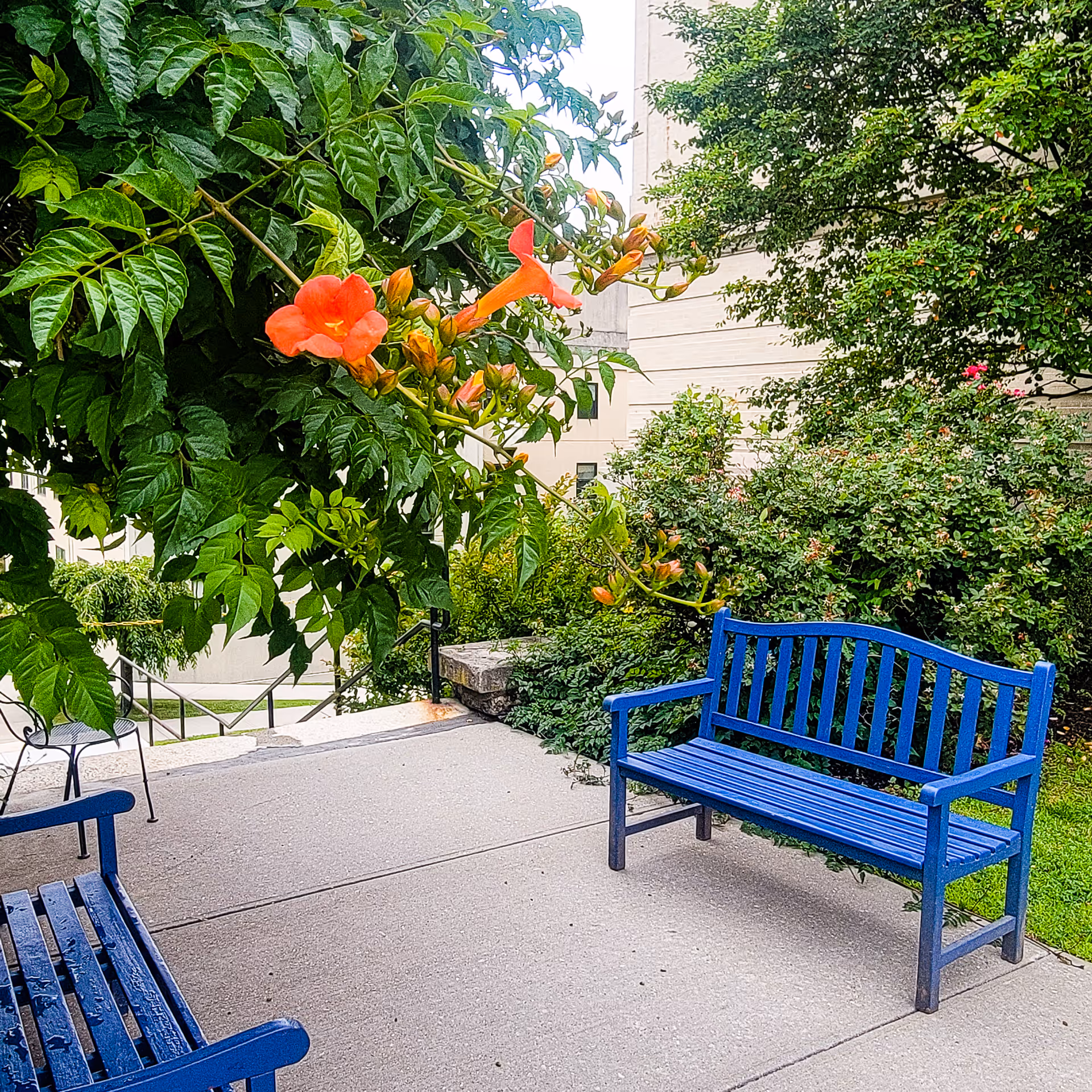 Outdoor seating area with two blue benches on a concrete pathway surrounded by green bushes and trees, with orange trumpet-shaped flowers hanging from a branch. A building is visible in the background.