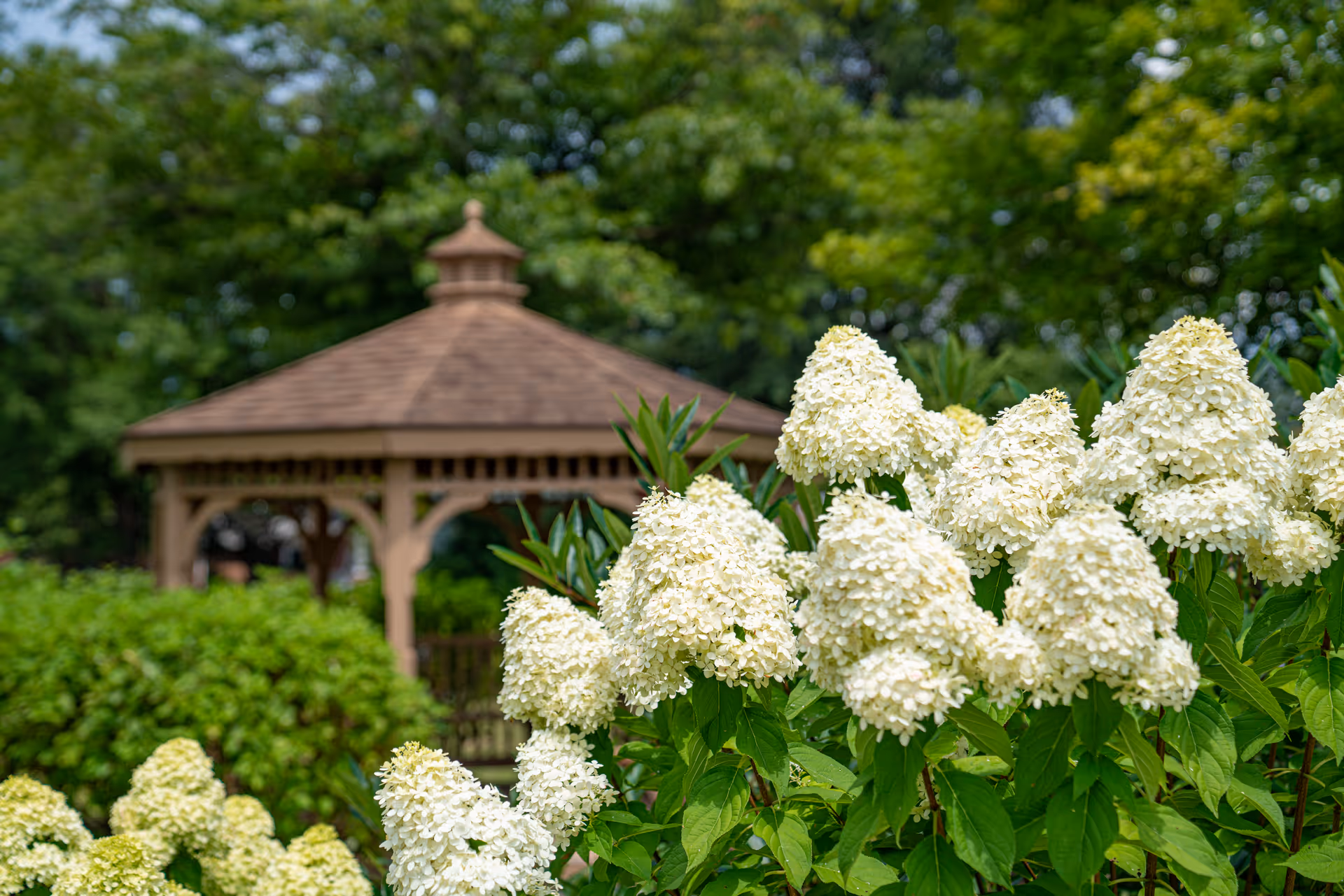 Close-up of white hydrangea flowers in a garden with a wooden gazebo and green trees in the background at Bridgewater Retirement Community.