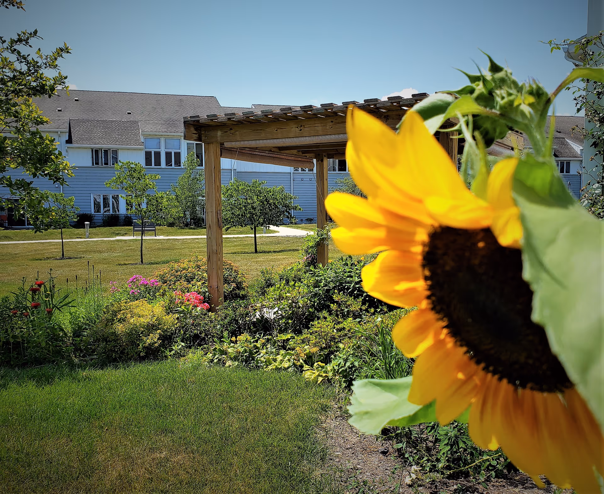 A bright yellow sunflower in the foreground with a garden and wooden pergola in the middle ground. In the background, there is a large building with multiple windows under a clear blue sky.