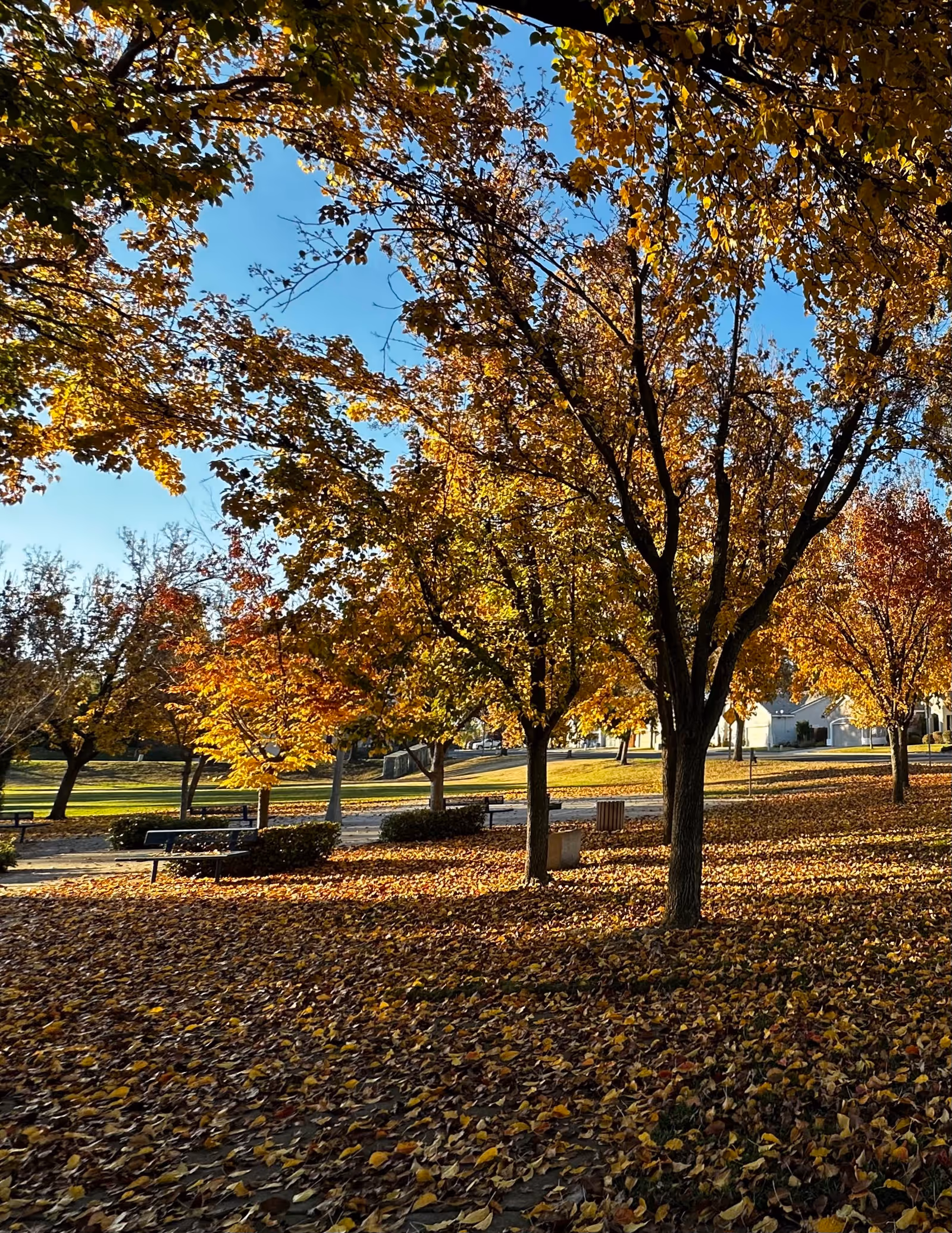 A peaceful outdoor park area in autumn with trees displaying yellow and orange leaves. Fallen leaves cover the ground, and there are benches and trash bins scattered throughout the area. The sky is clear and blue, and some buildings are visible in the background.