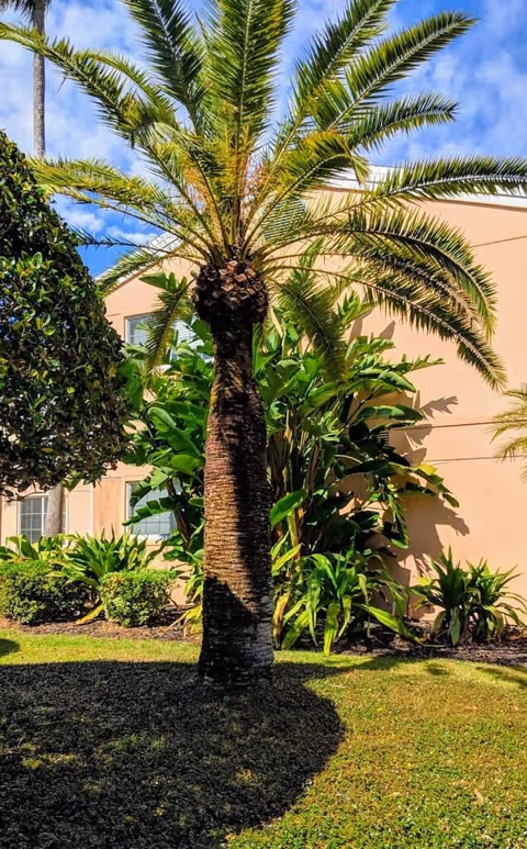 A tall palm tree with a thick trunk and long green fronds stands in a landscaped garden area with various green plants and bushes. Behind the tree is a beige building with windows, under a partly cloudy blue sky.