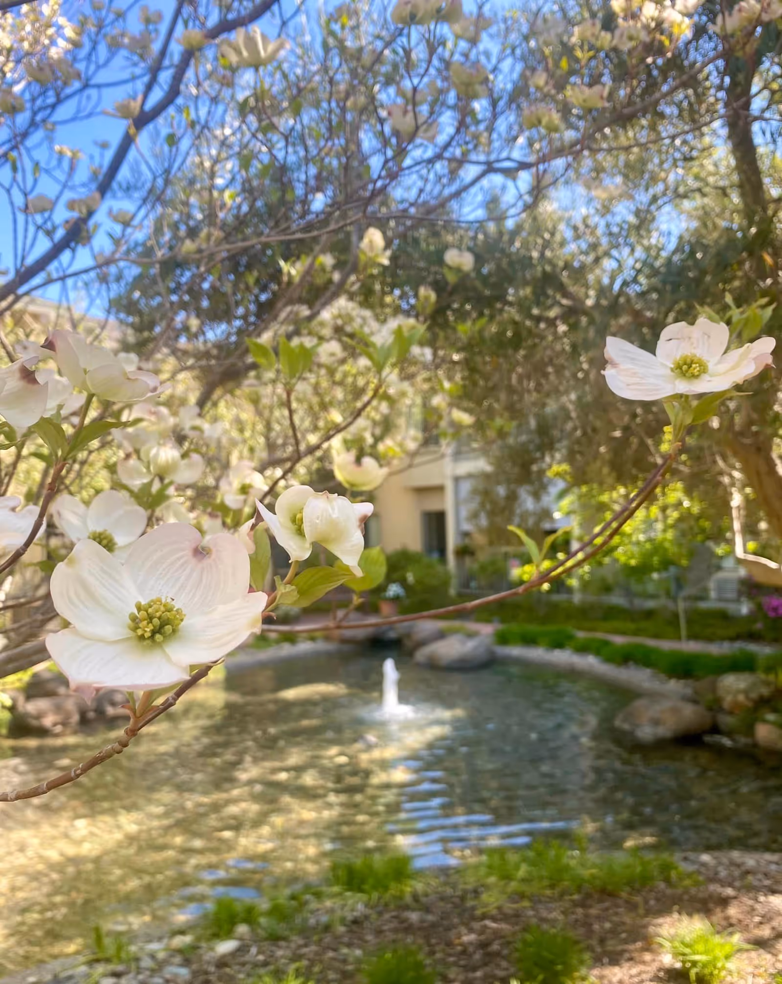 Close-up of white dogwood flowers on a tree branch with a small pond and fountain in the background, surrounded by greenery and a building partially visible behind the trees.