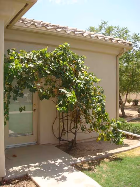 Beige building exterior with a door partially hidden by leafy vines and shade.