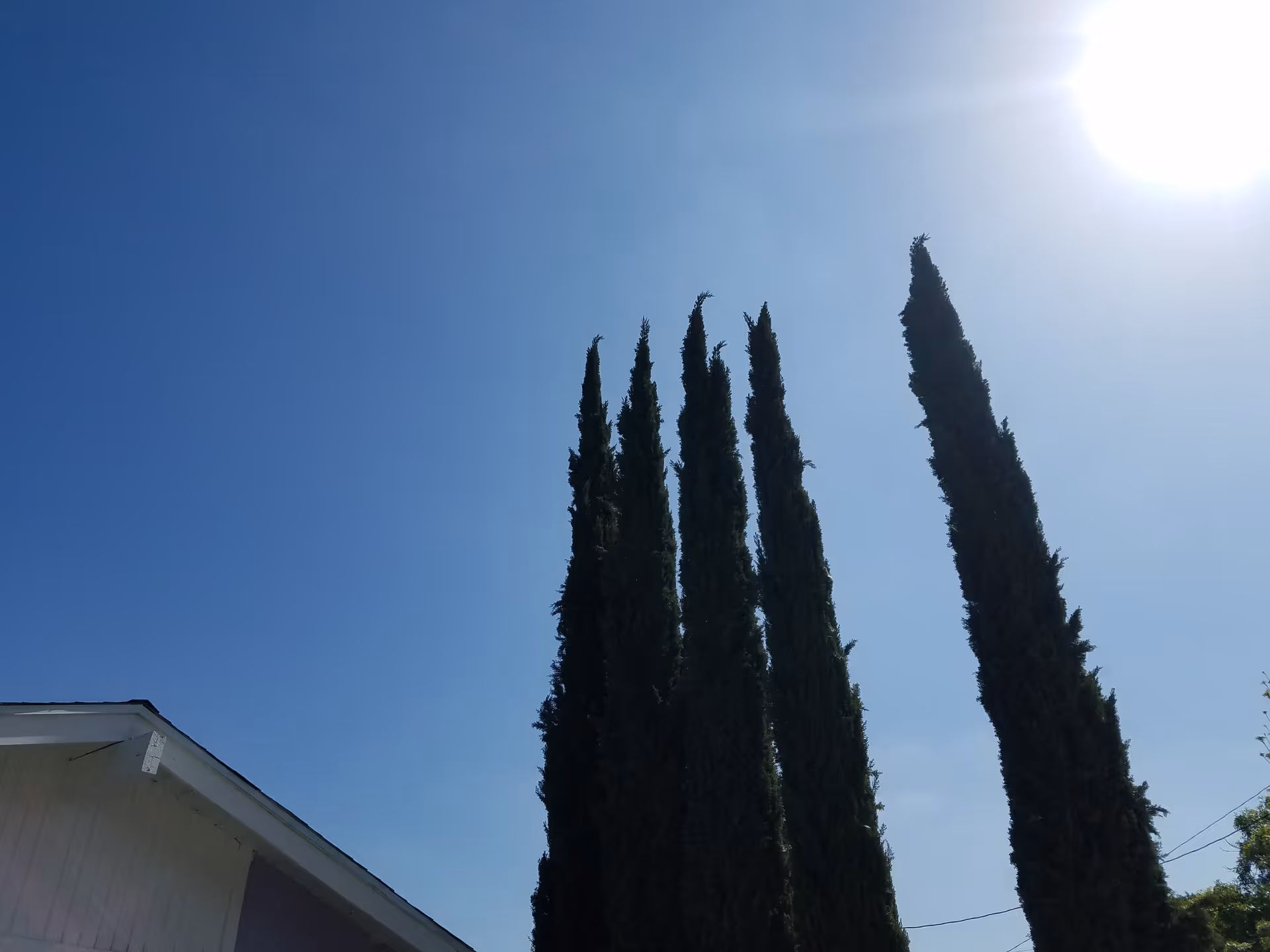 Tall, narrow evergreen trees reaching up towards a clear blue sky with the sun shining brightly in the top right corner. Part of a white building roof is visible in the bottom left corner.
