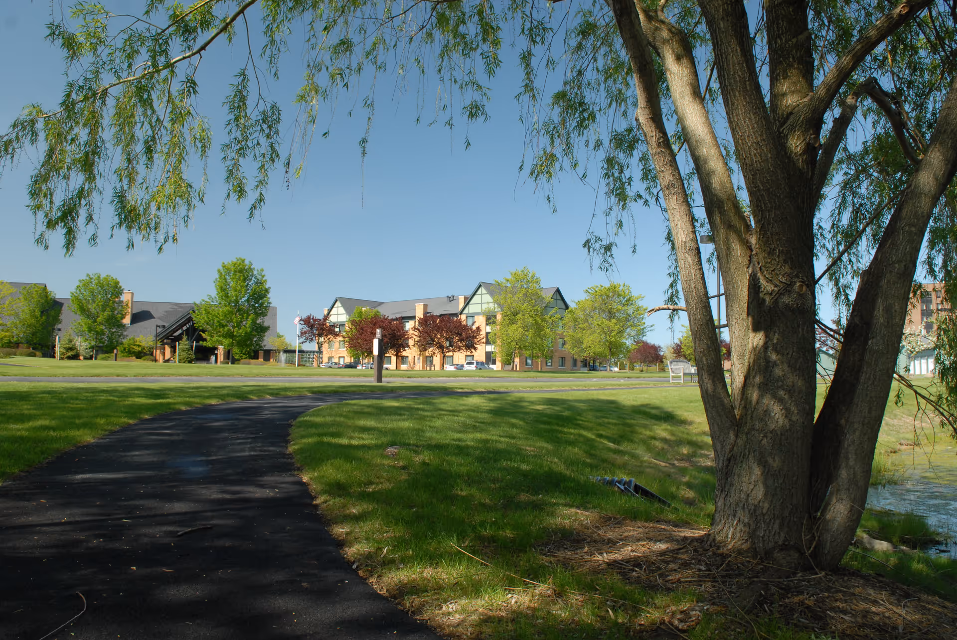 A paved walking path curves through a green lawn with trees, leading towards a large building in the background under a clear blue sky. A large tree with hanging branches is in the foreground on the right side.