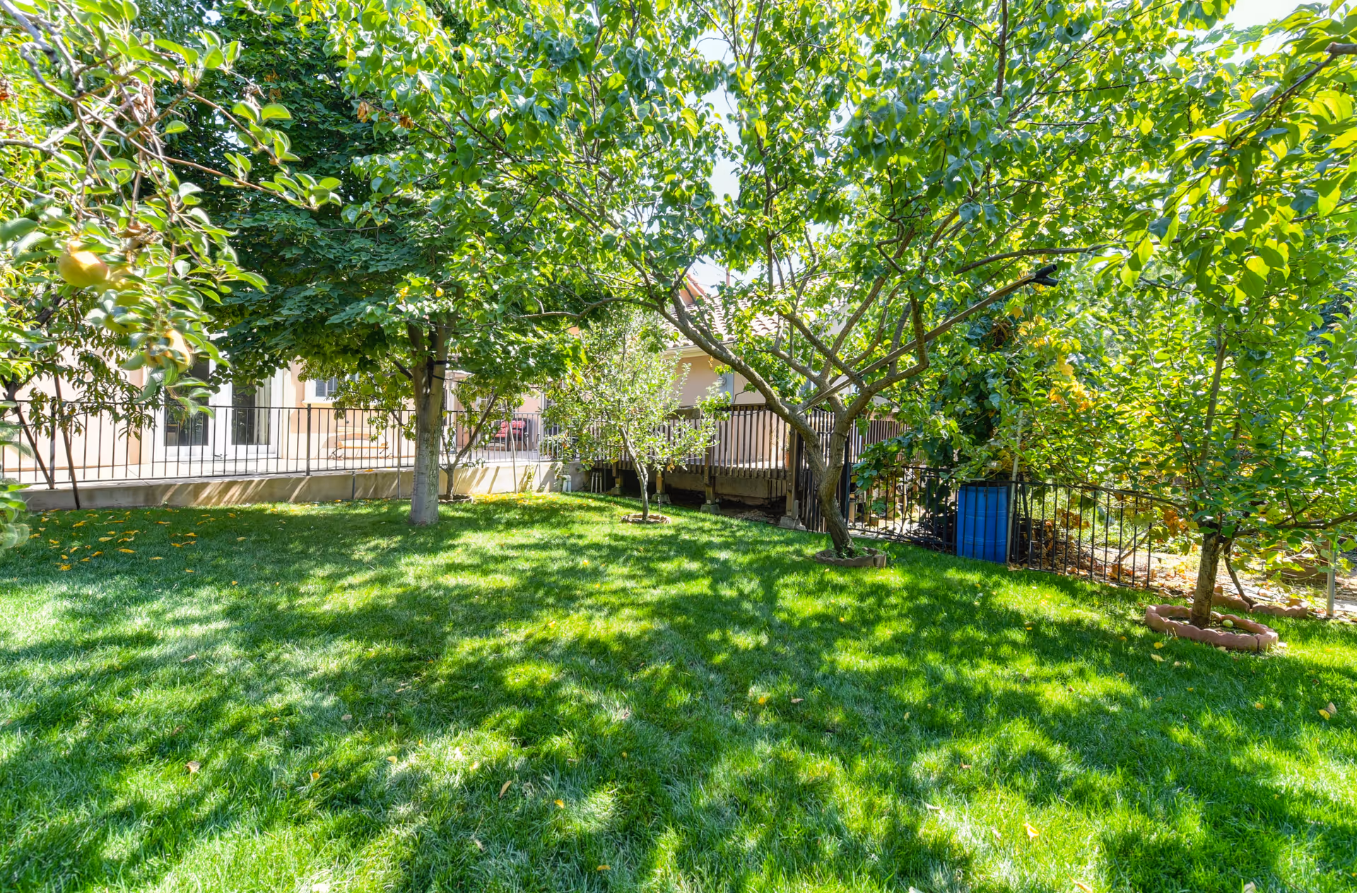 A sunny outdoor garden area with lush green grass and several leafy trees casting shadows on the ground. In the background, there is a building with a railing and a blue barrel near the fence.
