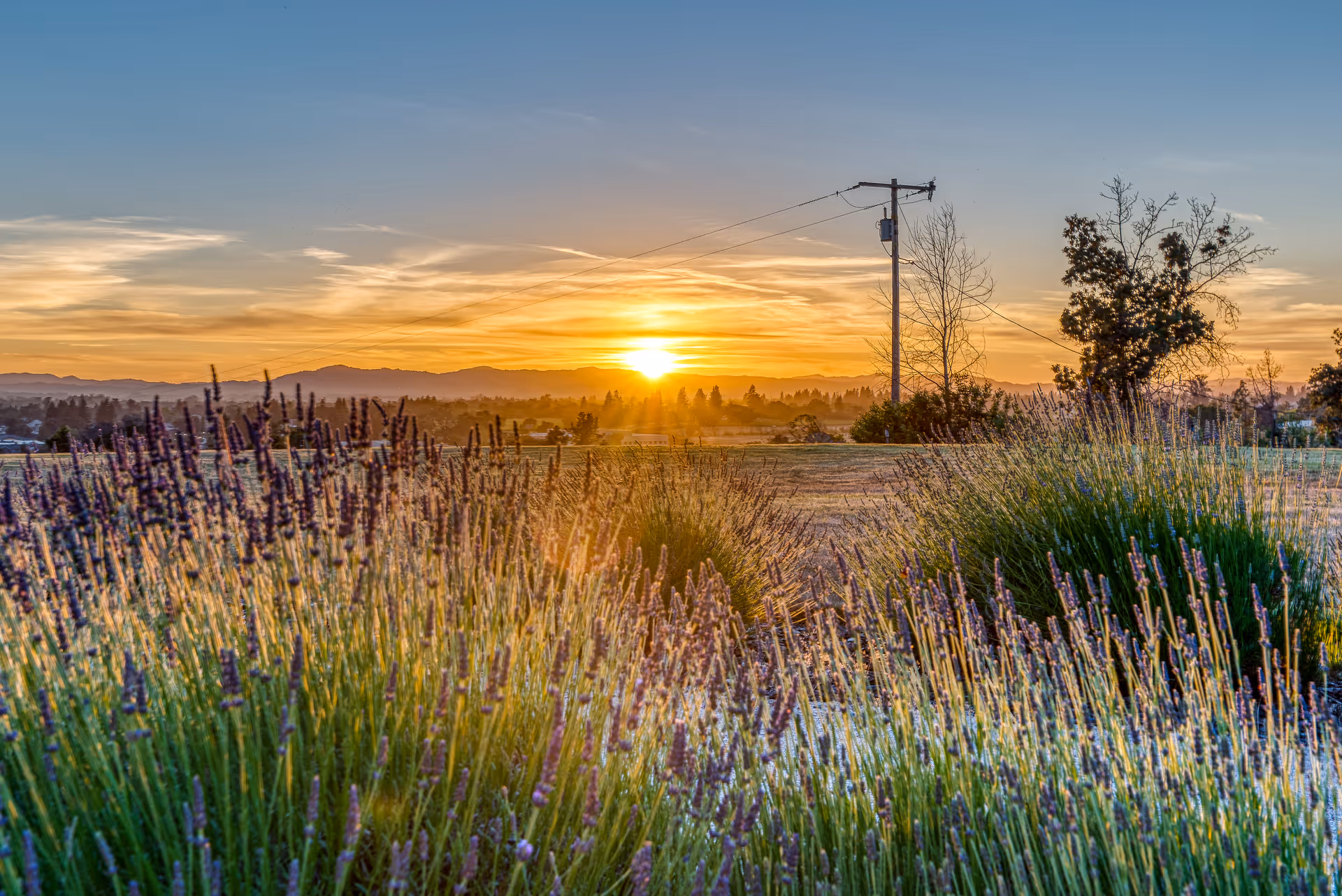 Sunset view over a field with tall grasses and lavender plants in the foreground, with distant trees, hills, and a utility pole under a partly cloudy sky.