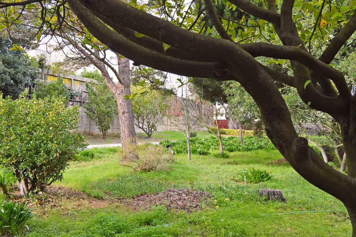 A lush green garden area with various trees and bushes, a grassy lawn, and a concrete wall in the background. The scene is peaceful and natural with a large tree branch prominently in the foreground.