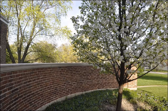 Curved brick garden wall with a flowering tree and lawn in a sunny outdoor setting.