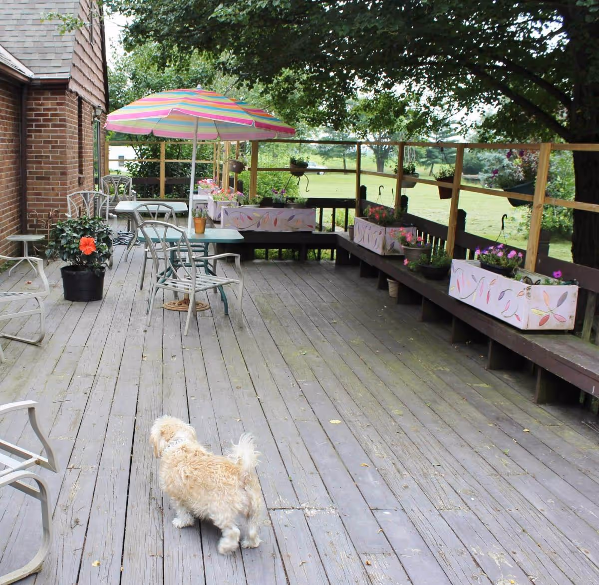 Outdoor wooden deck area with metal chairs and tables, a colorful striped umbrella, potted plants, and flower boxes along the railing. A small fluffy dog is walking on the deck. The deck is adjacent to a brick building and surrounded by trees and greenery.