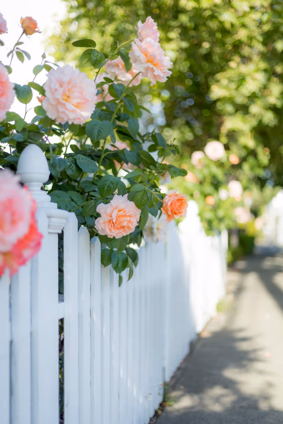 Close-up view of peach-colored roses blooming along a white picket fence with green foliage and a sunlit pathway in the background.
