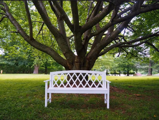 A white wooden bench placed on grass under a large tree with spreading branches and green leaves in an outdoor garden area.