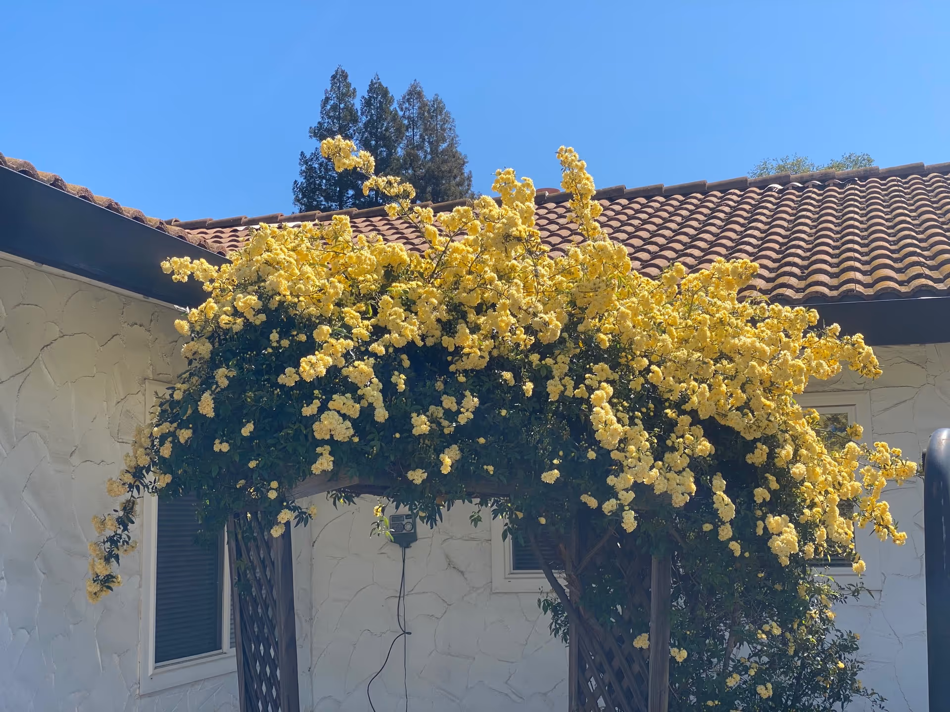 A wooden trellis covered with abundant yellow flowers in front of a white stucco building with a tiled roof under a clear blue sky.