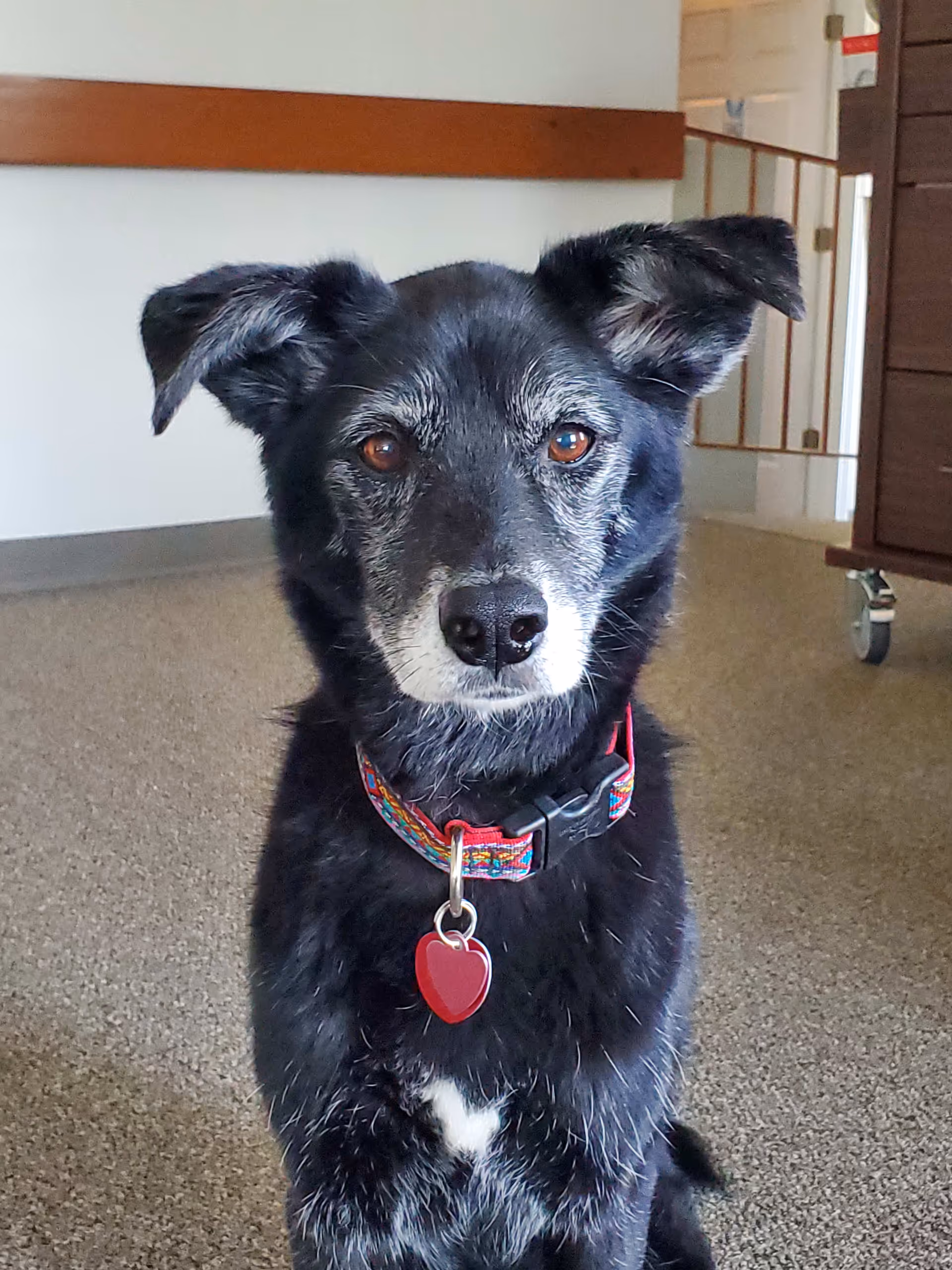 Black and gray senior dog wearing a colorful collar with a red heart tag sitting on a carpeted floor inside a room.
