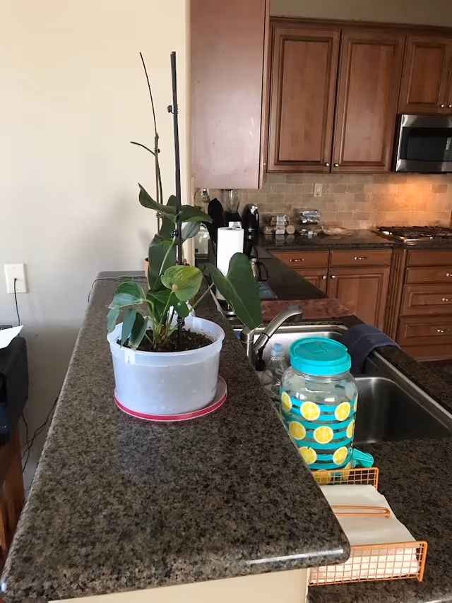 A kitchen countertop with a potted plant in a white container and a large water dispenser with a lemon pattern. The kitchen features wooden cabinets, a microwave, a sink, and various kitchen items on the counter.