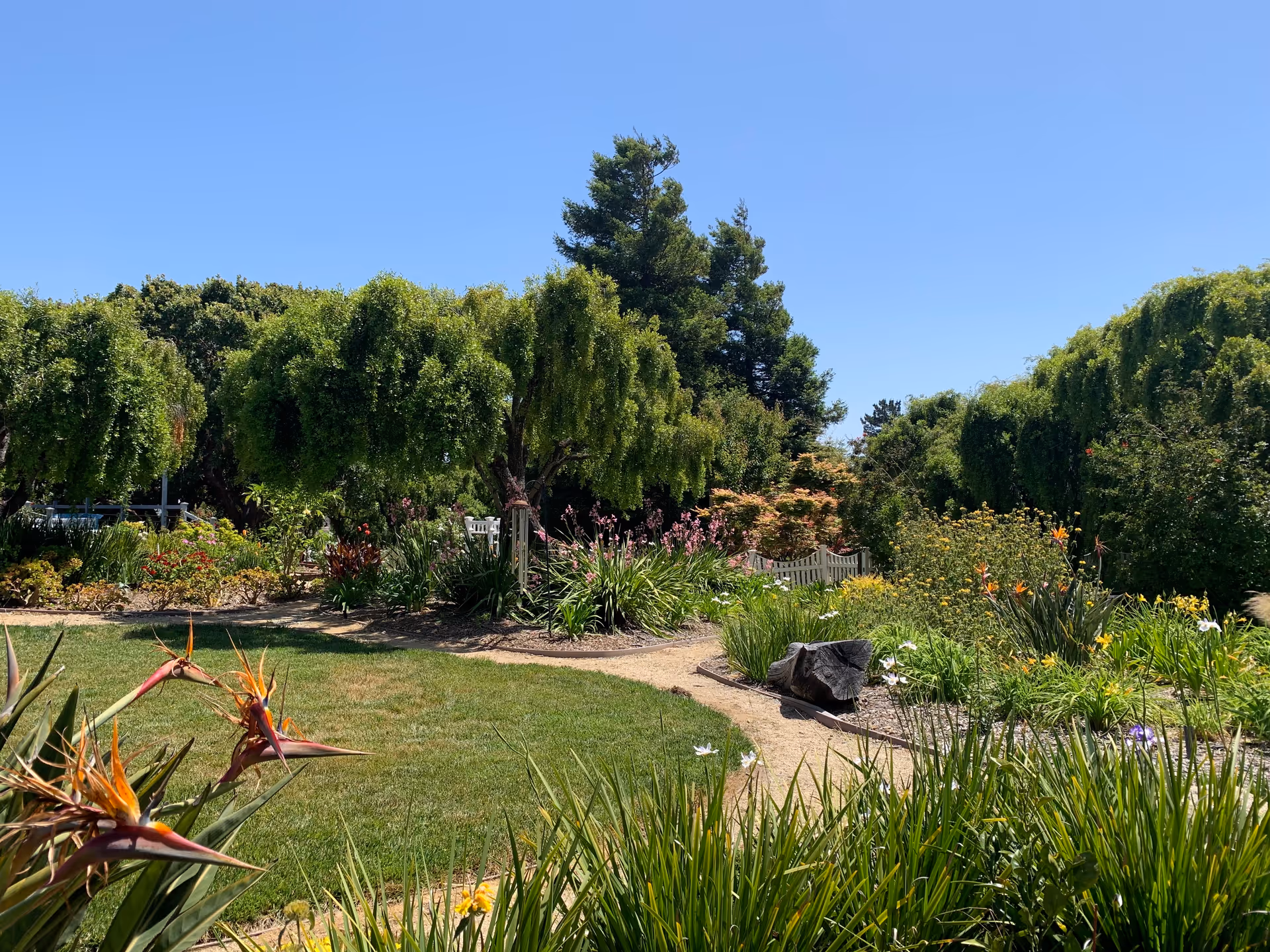 A sunny outdoor garden area with a winding dirt path surrounded by green grass, various flowering plants, and trees under a clear blue sky.