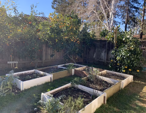 A sunny outdoor garden area with several raised garden beds containing soil and some plants. There are fruit trees with oranges and lemons along a wooden fence in the background.