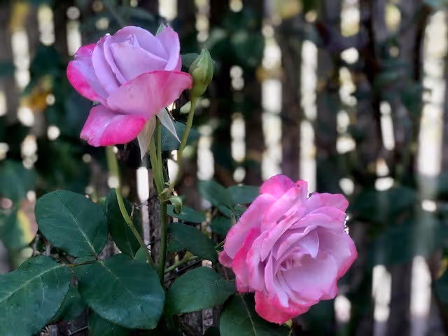 Close-up of two pink and purple roses with green leaves in a garden, with a blurred wooden fence in the background.