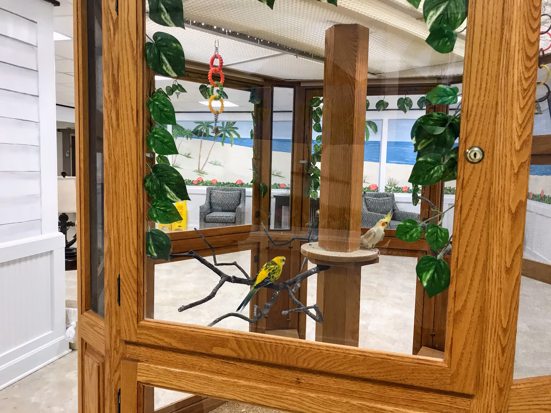 Two colorful birds perched on branches inside a wooden and glass enclosure with green leafy vines decorating the inside. In the background, there are armchairs and a mural depicting a beach scene with sand, ocean, and plants.