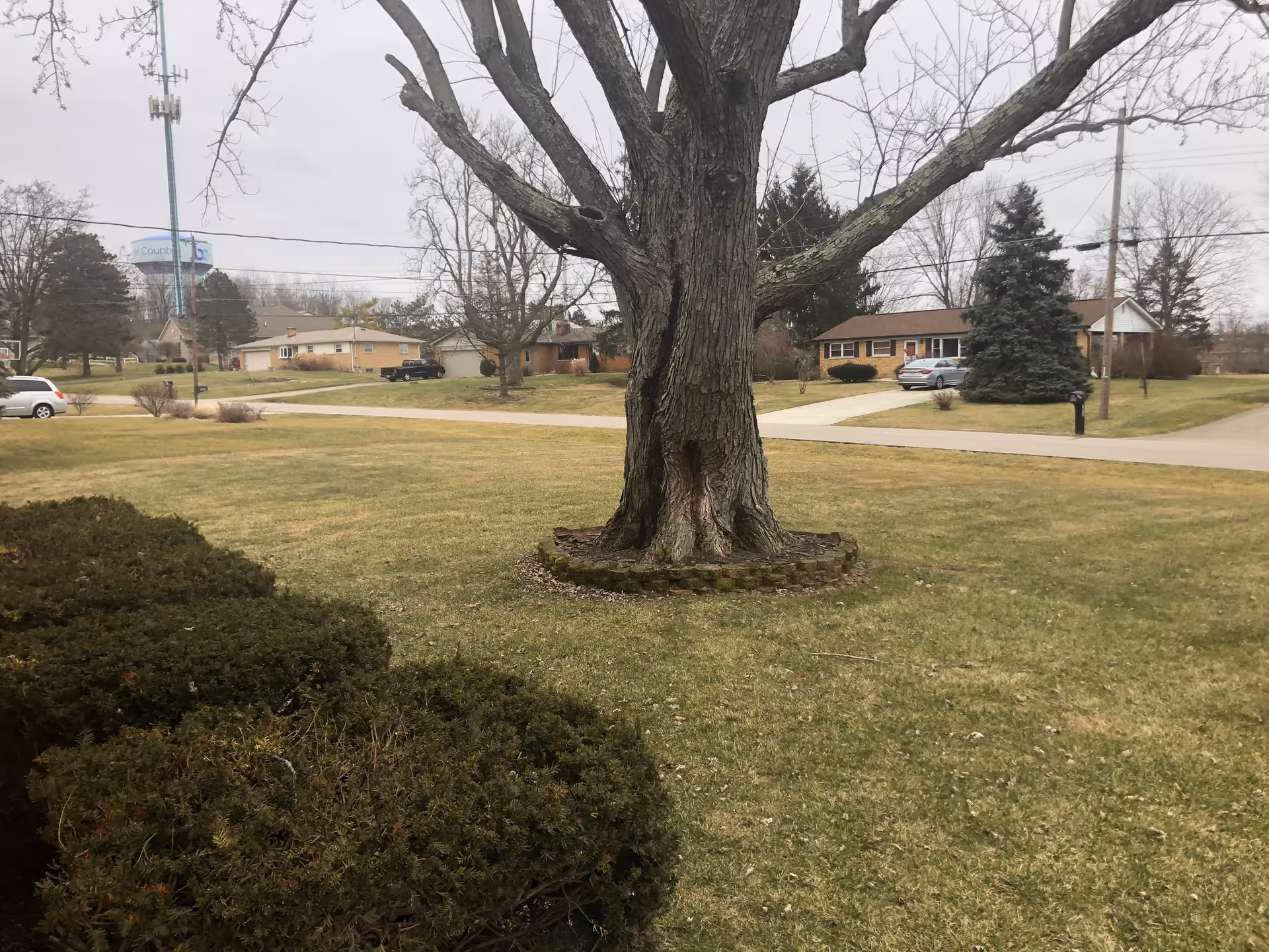 A large tree with a circular stone border around its base stands in a grassy yard. There are trimmed bushes in the foreground and residential houses with driveways and parked cars in the background under an overcast sky.