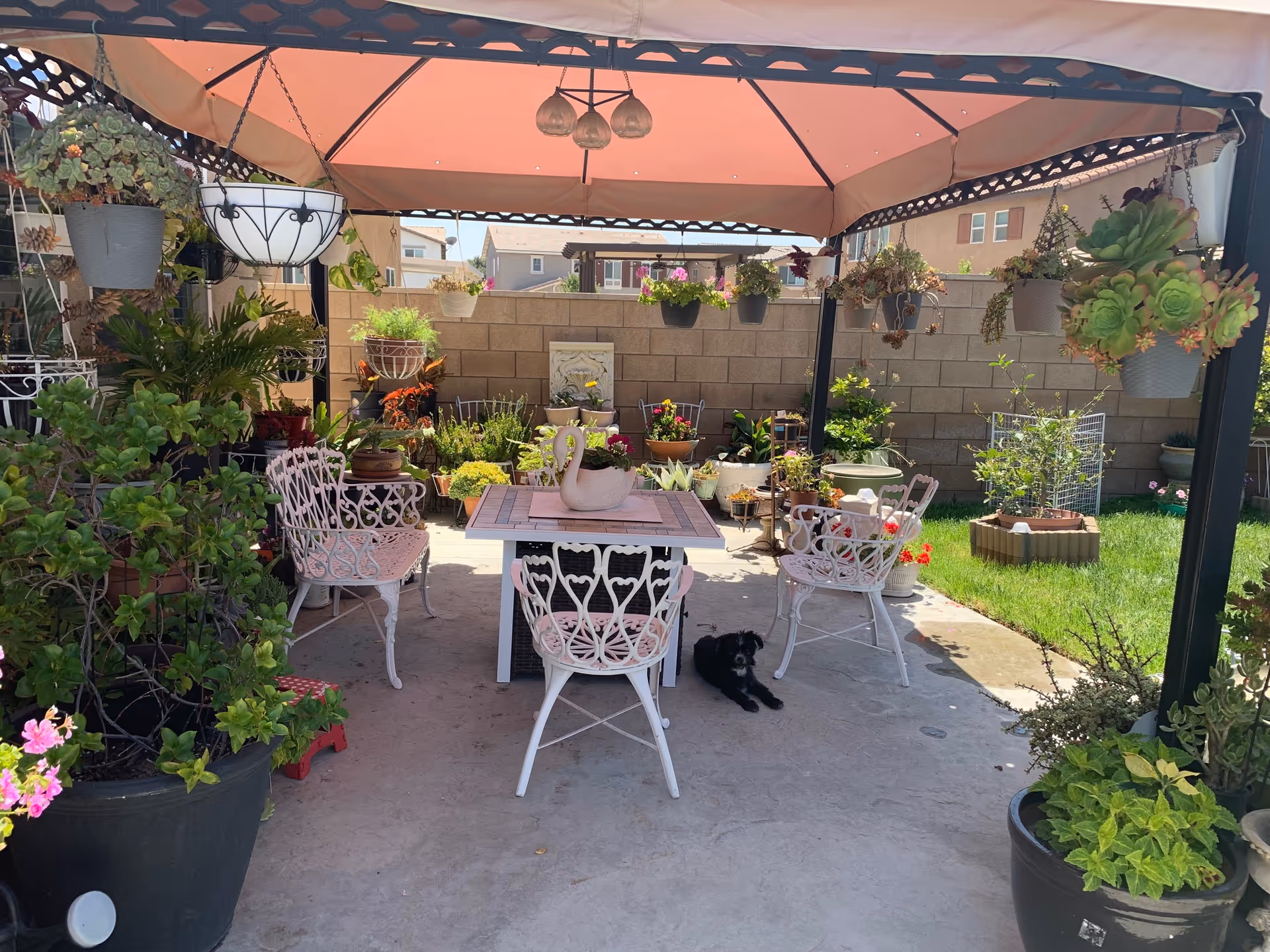 Outdoor patio area with a canopy overhead, featuring a table with a swan-shaped planter and four ornate white chairs. The space is surrounded by various potted plants and hanging planters with greenery and flowers. A small black dog is lying on the concrete floor near one of the chairs. In the background, there is a brick wall and neighboring houses.