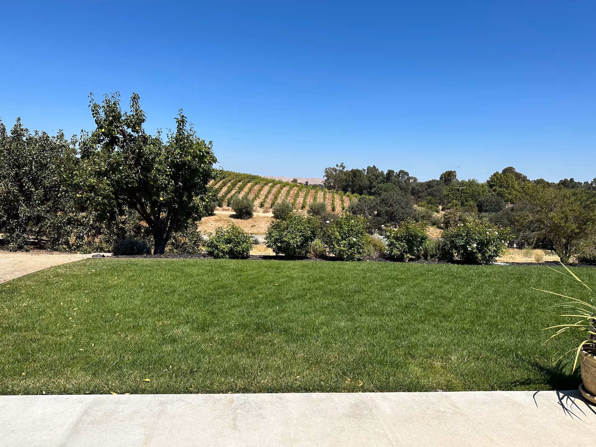 A well-maintained green lawn with a concrete patio in the foreground, surrounded by various bushes and trees. In the background, there are rows of grapevines on a hillside under a clear blue sky.