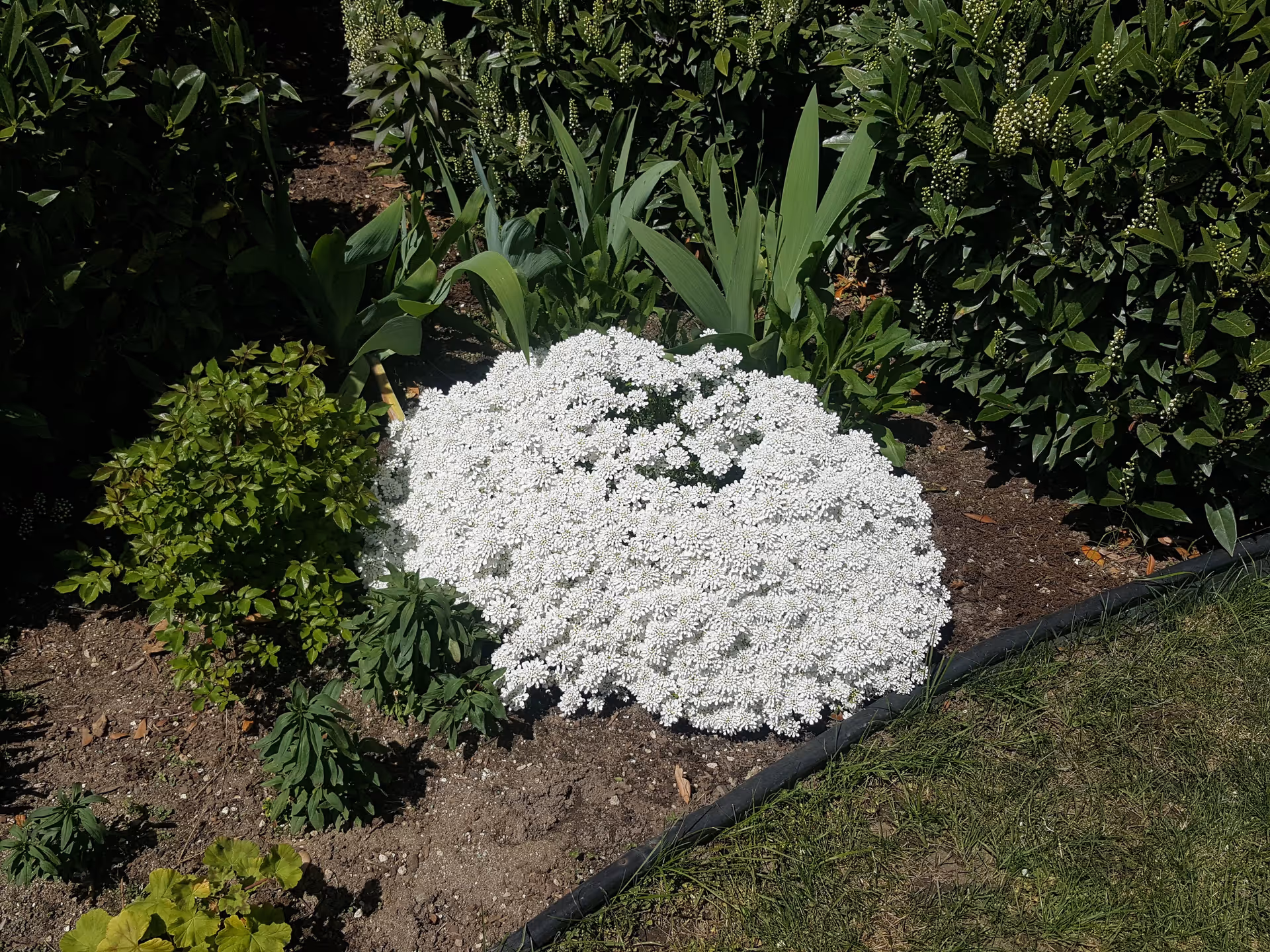 A garden bed with a large cluster of small white flowers surrounded by various green plants and bushes, bordered by a strip of grass.