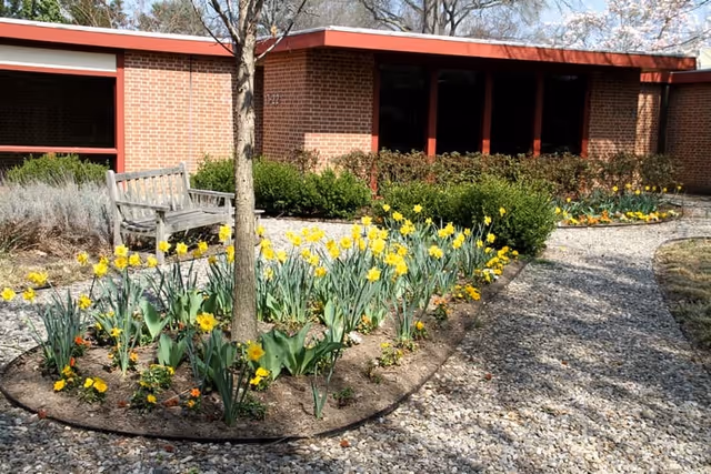 Brick building facade with a gravel path, a bench, and a garden bed of yellow daffodils.