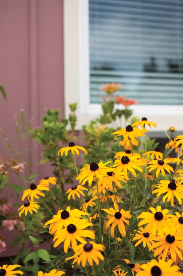 Bright yellow Black-eyed Susan flowers blooming in a garden bed in front of a building with a purple exterior wall and a window with white blinds.