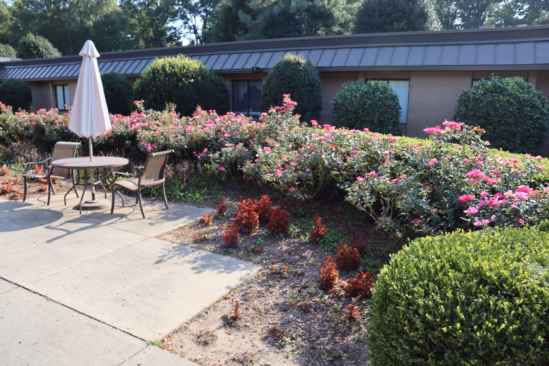 Outdoor patio area with a round table, two chairs, and a closed umbrella surrounded by well-maintained bushes and blooming pink flowers in front of a single-story building.