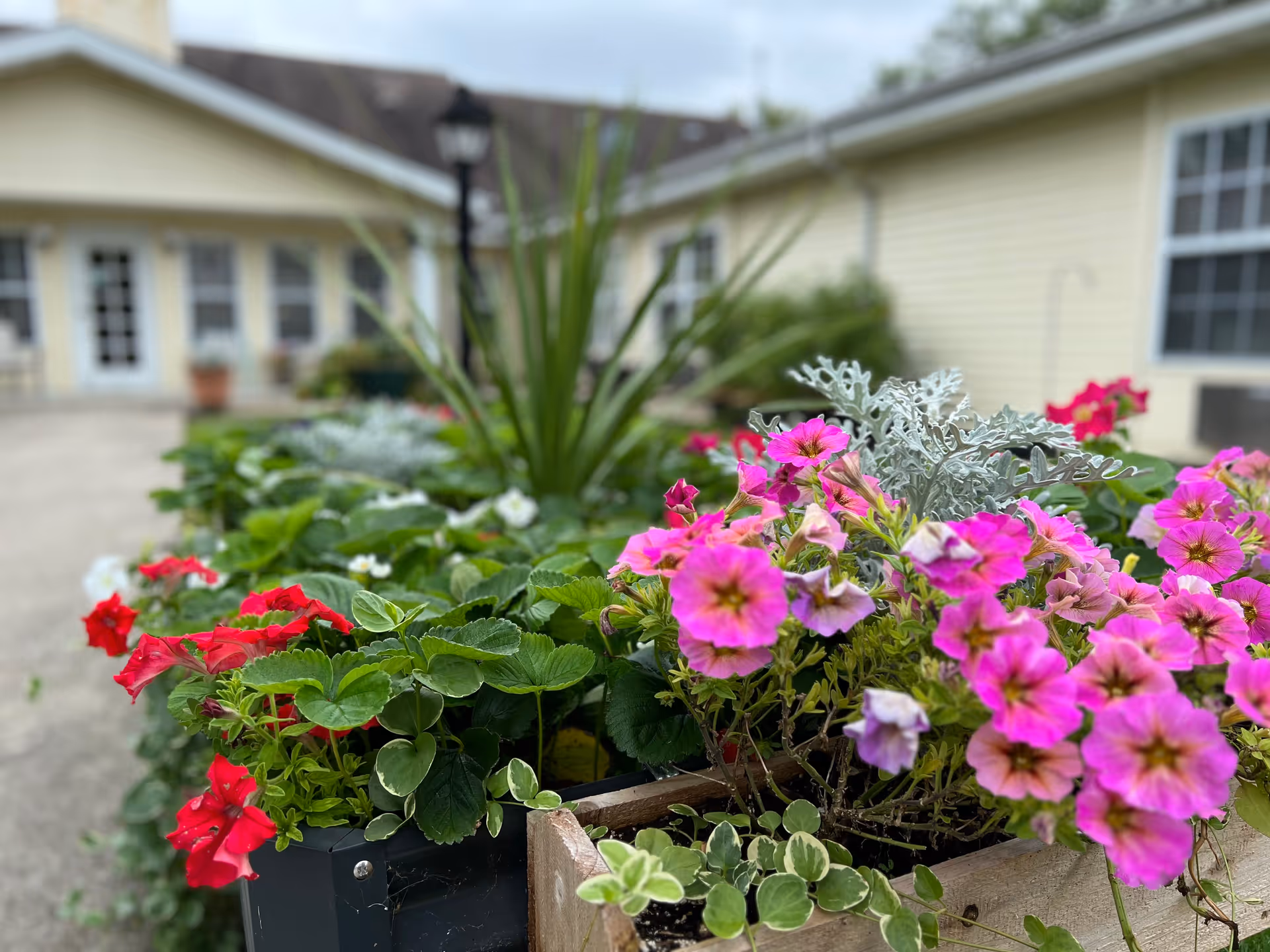 Close-up view of colorful flowers including pink and red blooms in planters outside a yellow building with white-framed windows and a door in the background.