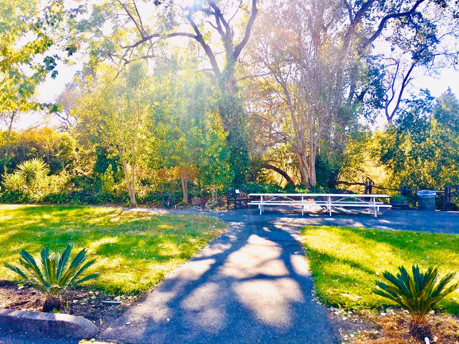 A sunny outdoor area with a paved pathway leading to a picnic table and benches surrounded by green grass, small plants, and tall trees in the background.