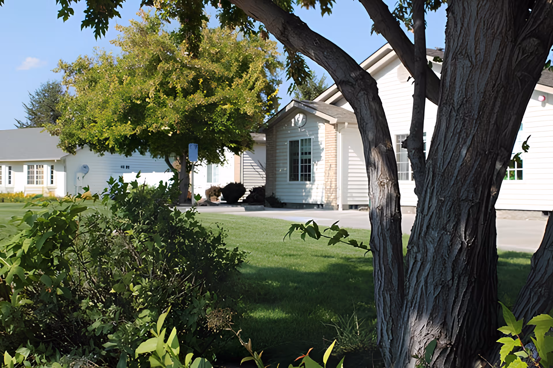 View of a white building with multiple windows and a green lawn in front, partially obscured by a large tree and bushes in the foreground under a clear blue sky.