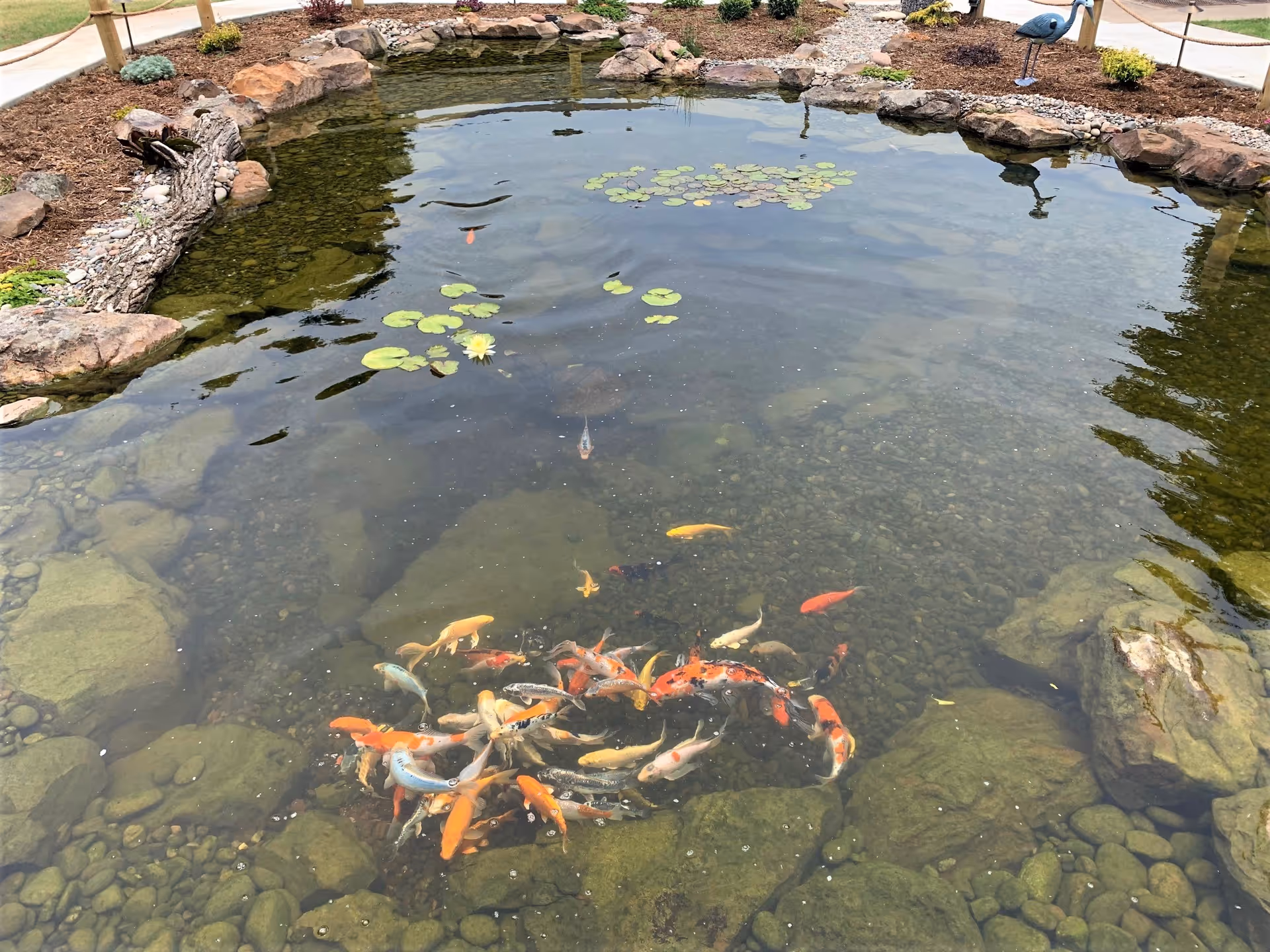 Outdoor landscaped koi pond with many colorful koi fish and lily pads.