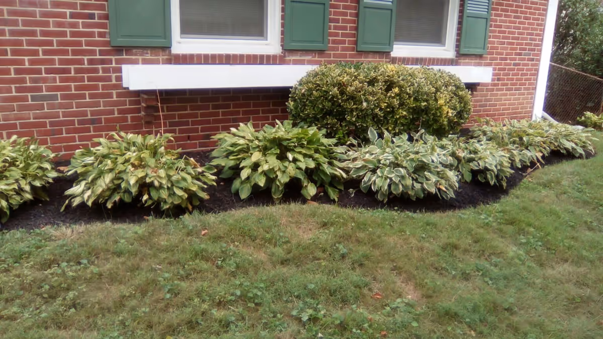 A garden bed with various green leafy plants and shrubs in front of a red brick building with two windows that have green shutters.