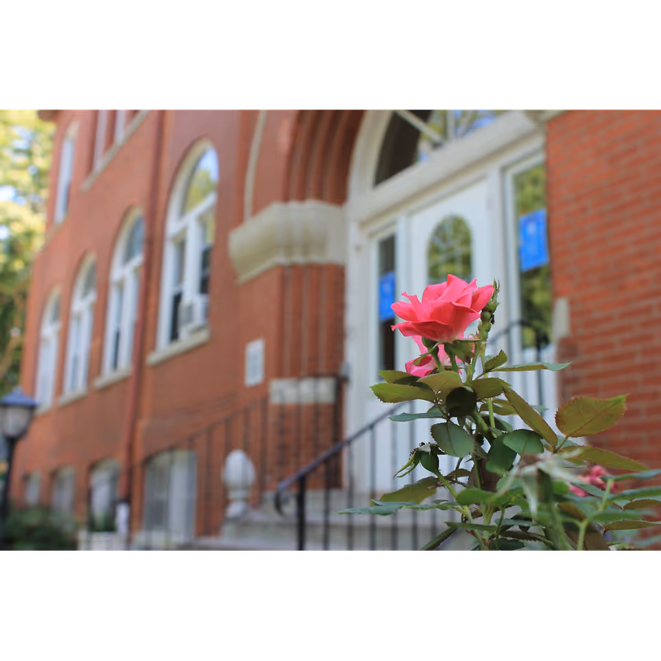 A pink rose in the foreground with a brick building entrance, arched windows, and white double doors in the background.