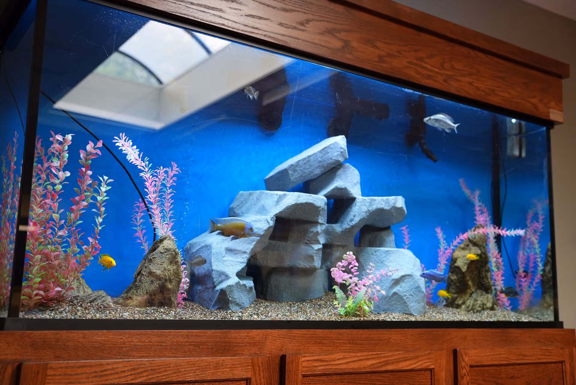 A large aquarium with colorful fish swimming around artificial rocks and pink aquatic plants, set against a blue background. The aquarium is housed in a wooden cabinet with a matching wooden frame on top.