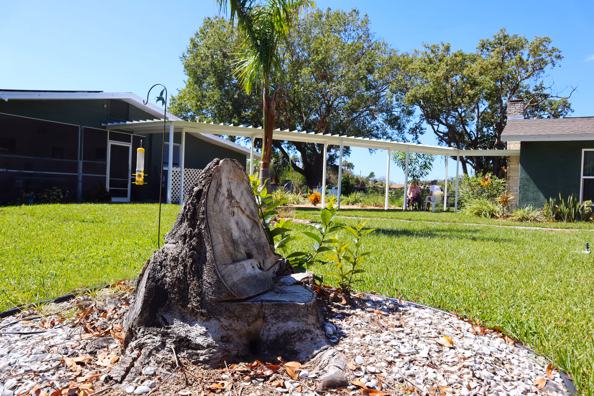 A sunny outdoor garden area with a tree stump in the foreground surrounded by small plants and mulch. In the background, there is a green building with a covered walkway and two people sitting on chairs near the building. The sky is clear and blue.