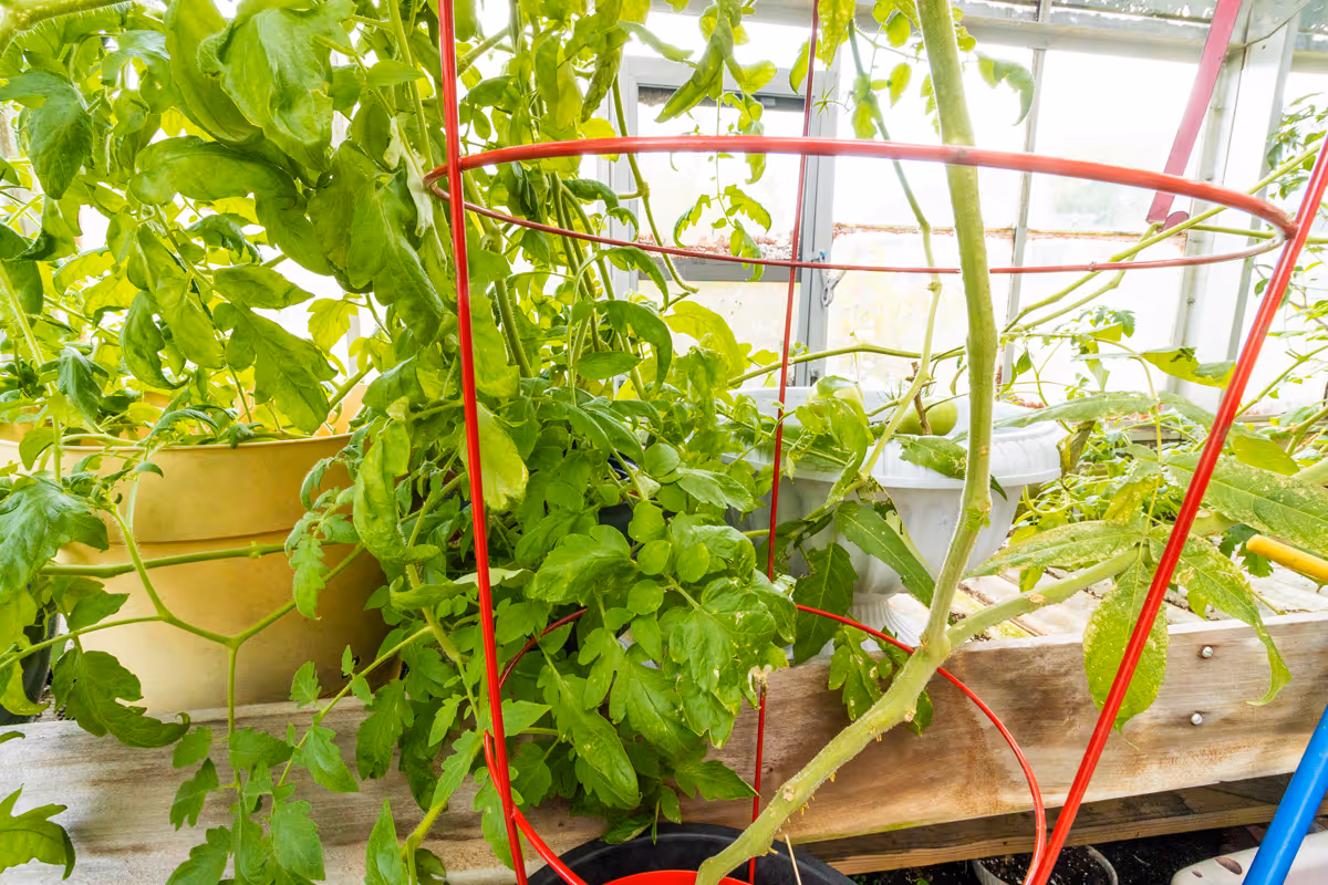 Potted green plants with a red tomato cage in a bright greenhouse.