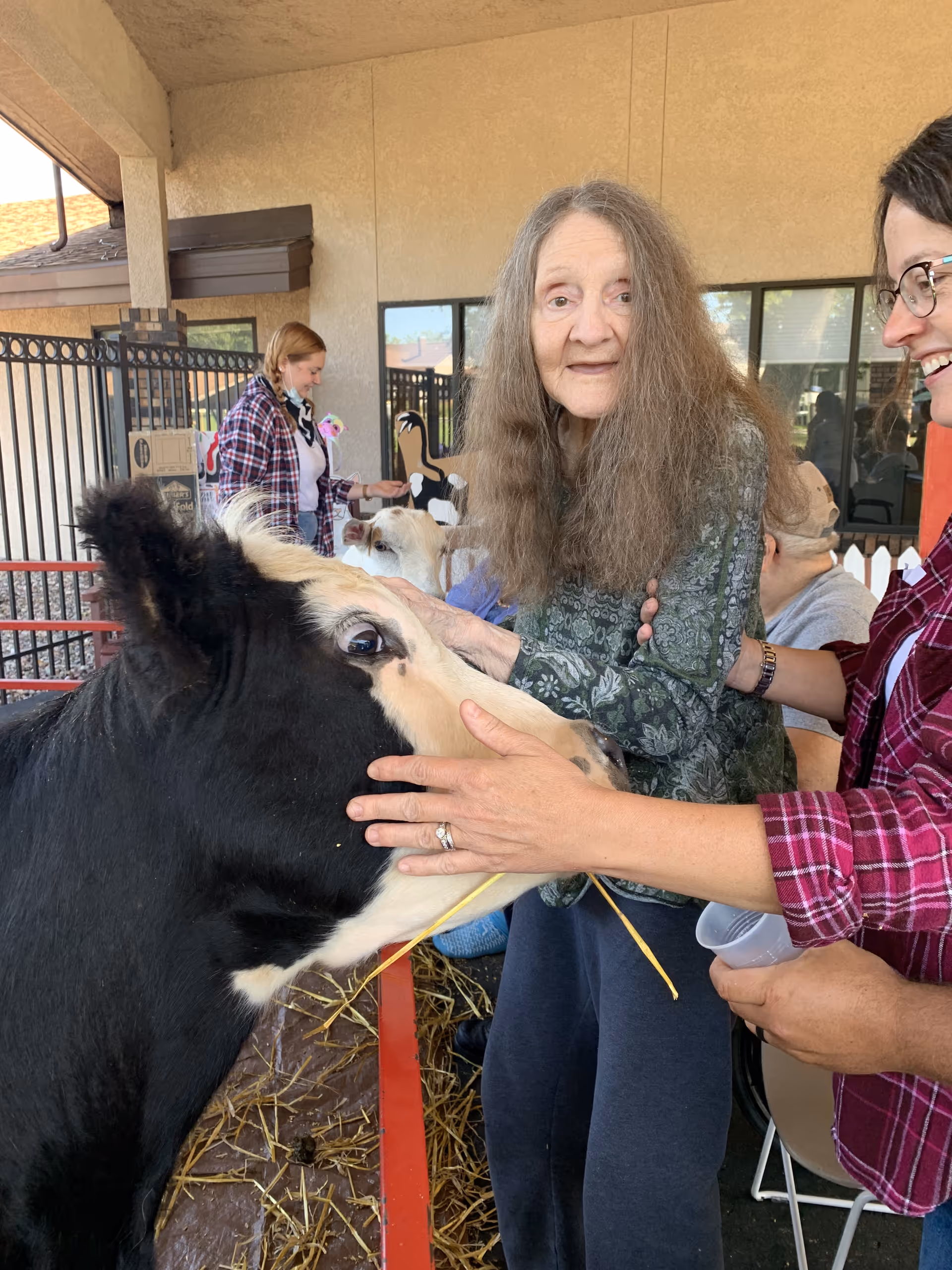 An elderly woman with long hair is petting a black and white cow indoors, accompanied by two other people. One person is holding the cow's head gently, and another person is in the background near a fence. The setting appears to be a covered area with windows and a gate.