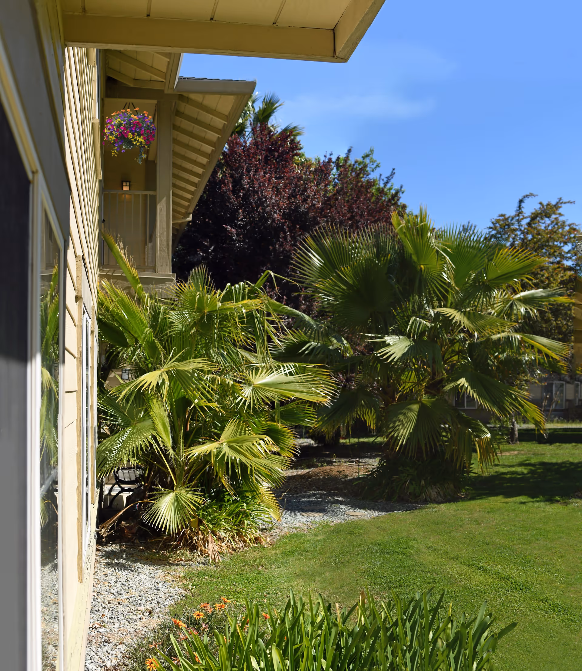 View of a garden area next to a building with beige siding, featuring lush green palm trees, other plants, and a hanging basket of colorful flowers under the building's eaves, with a clear blue sky in the background.
